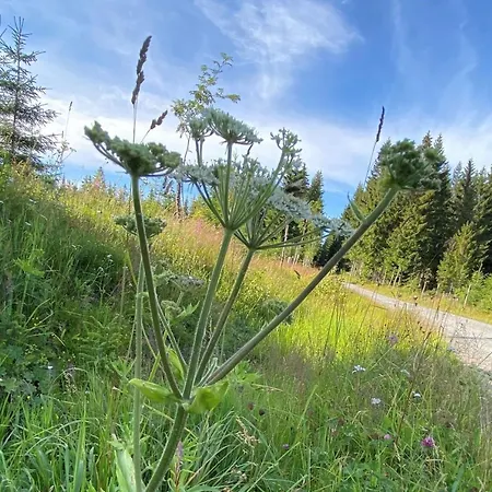 App Foerster In Der Alten Foersterei Wildenthal *